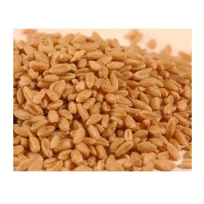 Hard White Wheat 2, 50 lb. Bags S366443