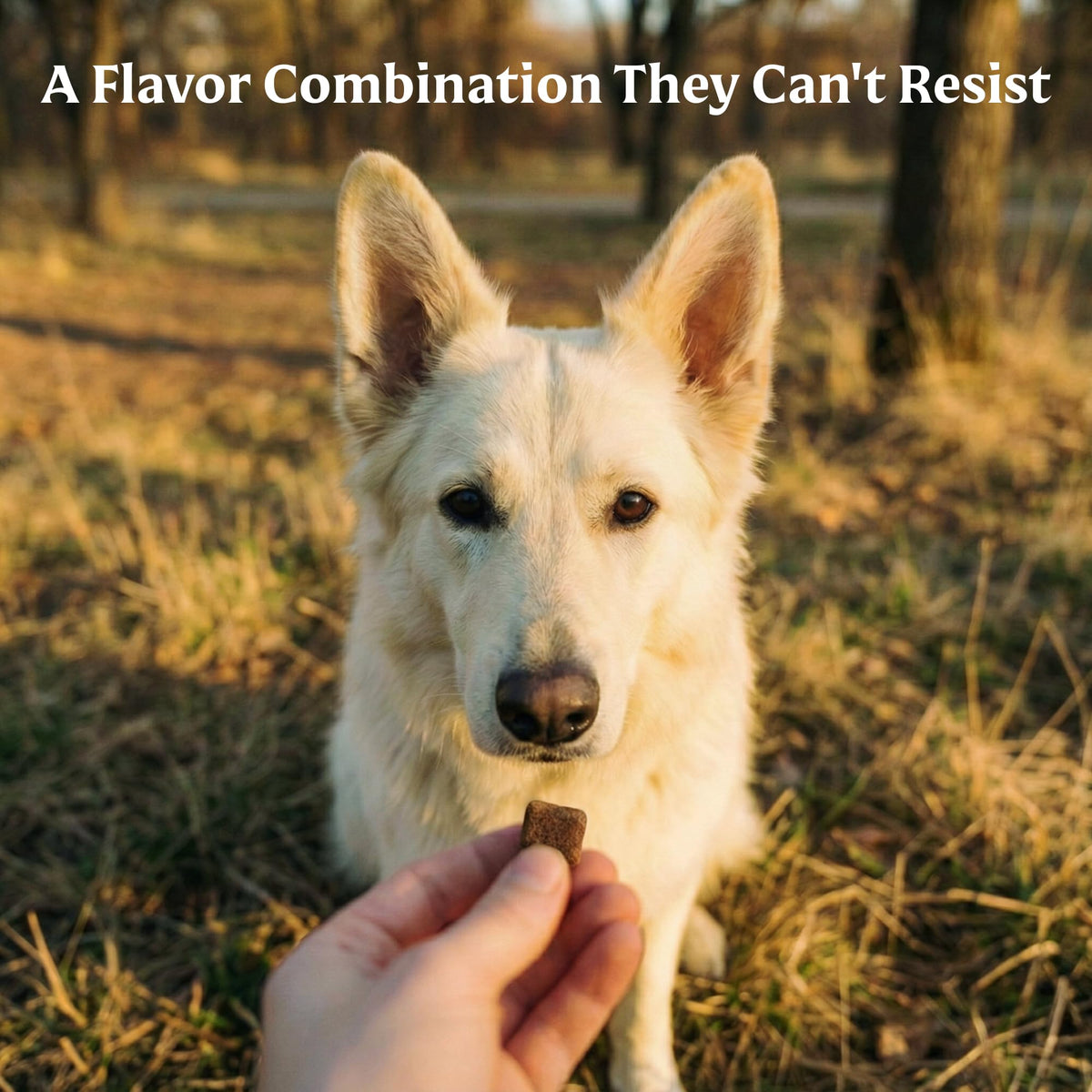 Soft Dog Treats with PB & Banana Flavor 4 oz Z2282